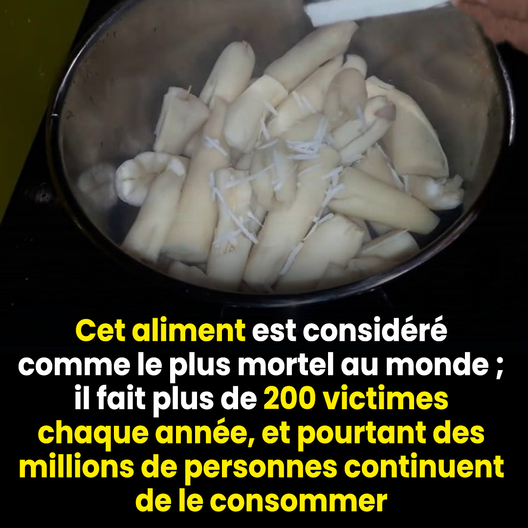 On l’imagine nourrissant, naturel, presque rassurant. Et pourtant, cet aliment du quotidien, présent dans l’assiette de centaines de millions de personnes, cache une réalité méconnue qui surprend même les plus averties. Un aliment indispensable dans de nombreuses régions du monde Le manioc est une racine féculente cultivée depuis des siècles dans les régions tropicales. Résistant à la sécheresse et capable de pousser dans des sols pauvres, il constitue une source essentielle d’énergie pour de nombreuses populations. En Afrique, en Amérique du Sud ou en Asie, il est transformé en galettes, en farines, en bouillies ou encore en perles de tapioca. Pour beaucoup de familles, le manioc n’est pas un choix alimentaire tendance mais une nécessité. Il nourrit, il rassasie et soutient les périodes difficiles lorsque d’autres cultures échouent. C’est précisément ce rôle vital qui explique sa consommation massive.