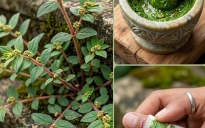 Euphorbia Hirta : 9 bienfaits clés de cette plante polyvalente pour la santé
