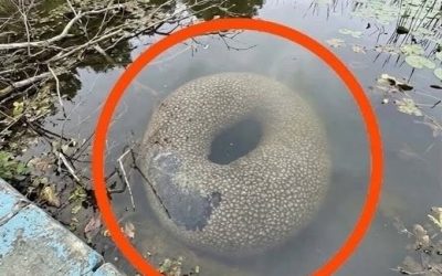😱🌊Je l’ai trouvé dans un lac artificiel en ville… au début, j’ai eu très peur. 😮Je me suis approché, mais je n’ai pas pu.