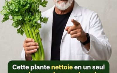 Jus de céleri pour nettoyer les reins, le foie et les poumons