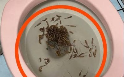 Ces choses apparaissent dans mes toilettes après la pluie. Quelqu’un saurait-il ce que ça pourrait être ?