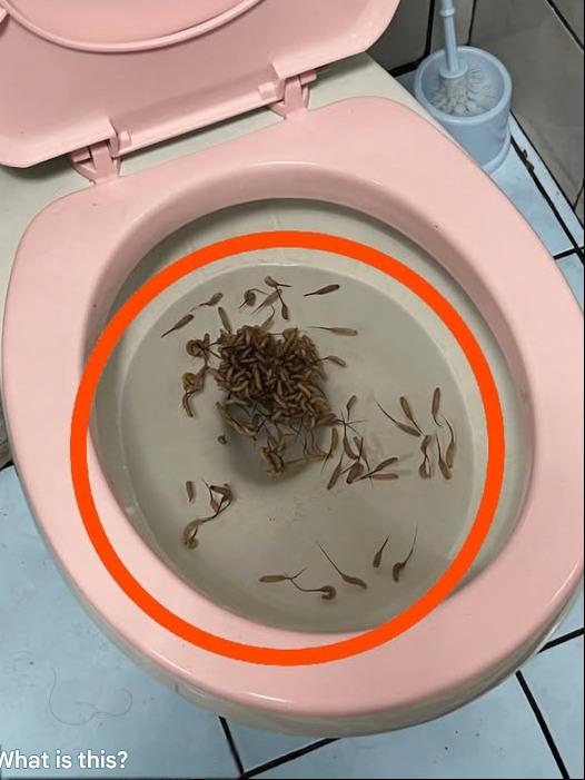 Ces choses apparaissent dans mes toilettes après la pluie. Quelqu’un saurait-il ce que ça pourrait être ?