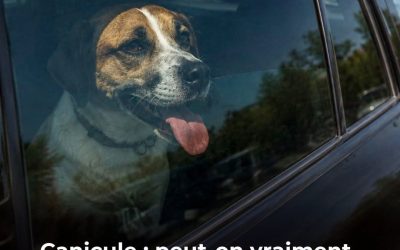 🔴Attention, la loi est très claire à ce sujet! 🐶🐾…Voir plus👇🏻
