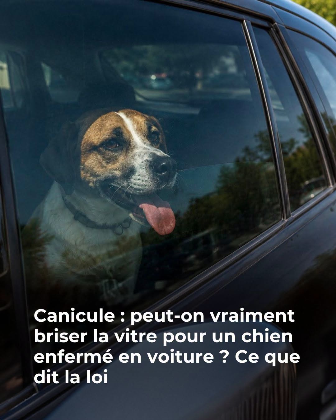 🔴Attention, la loi est très claire à ce sujet! 🐶🐾…Voir plus👇🏻