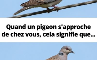 Que signifie la présence d’un pigeon près de votre maison ?