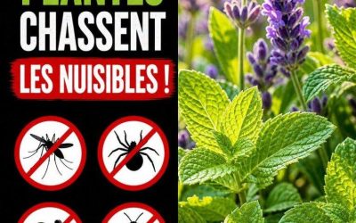 Marre des moustiques, araignées et rongeurs ? Voici la solution 100% naturelle pour protéger votre maison sans produits chimiques ! 🌿🚫 👉Voir plus👇